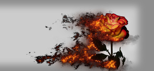 Wall Mural - A burning rose with waterdrops	