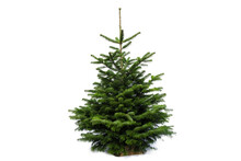 Christmas Tree On White Background Without Decoration. Small Fir Tree On A Log