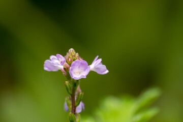 Canvas Print - Close-up of small pink flower in the wild grass