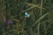 Mission blue butterfly, Icaricia icarioides missionensis on a green plant