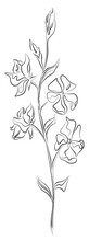 Line Drawing Wild Flower With Buds, Black Sketch. Plant With Leaves One Line Illustration. Minimalist Prints. Herb Png.