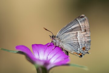 Sticker - Closeup of a Purple hairstreak butterfly perched on a purple flower.