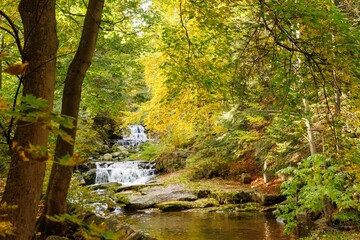 Fototapeta mech roślinność drzewa jesień wodospad