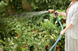 © DragonImages - Woman Watering Plants in Backyard