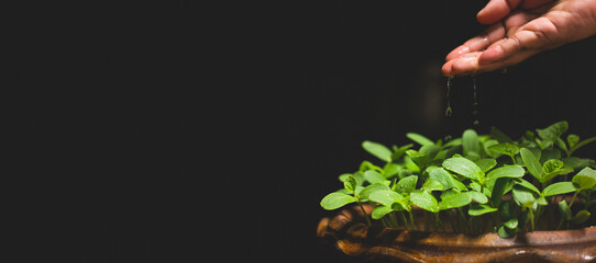 Drop a water from hand for growth tree. Environment concept for sustainable. Vegetable farm on black background.