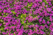 Floral Background Of Bush Bright Purple Bougainvillea Hedge