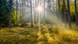 Fototapeta  - Jesień w lasach Warmii