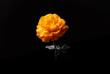 Orange Rose On A Black And White Background