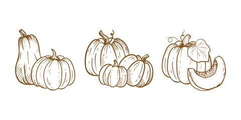 Wall Mural - hand drawn set of pumpkin sketch isolated on white background.ink drawing.illustration for menu, far