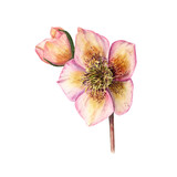 Fototapeta Motyle - Watercolor hellebore isolated on a white background
