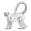 Vintage hand drawn vervet monkey
