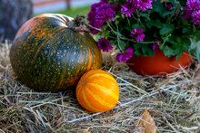 Two Pumpkins And Flowers On Hay. Close-up
