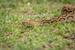 Russell's Viper Snake from India