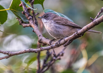 Wall Mural - A Lesser White Throat perching on a tree