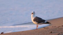 Close-up Shot Of A Seagull On A Sandy Beach At Sunset Near Monterey California.