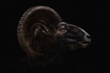 Head Of Sheep With Spiral Shaped Horns