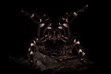 Tarantula Spider On Piece Of Wood