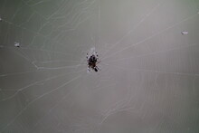 White Black Spider On The Web
