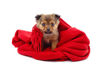 Wall Mural - Puppy in a warm red scarf.