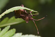 owad wtyk na liściu