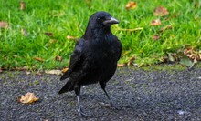 Black Bird Of The Crow Family