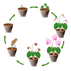 Canvas Print - Life cycle of cyclamen growth from seeds on a white background.