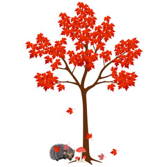 Canvas Print - Under the autumn maple tree hedgehog with leaves on a white background.