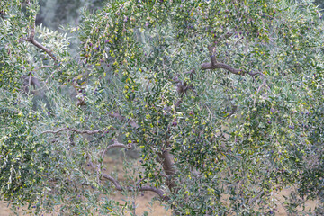 Wall Mural - Olive trees full of olives.  Gemlik olive tree gardens. Selective focus. Gemlik district. Turkey.