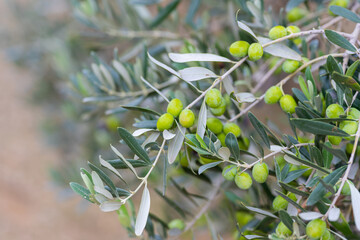 Wall Mural - Olive trees full of olives. Gemlik Bursa Turkey Green, black olive, raw olives. Gemlik tree gardens. Olive trees full. Landscape Harvest ready extra virgin olive oil.