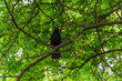 A blackbird sits on a branch of a bird cherry