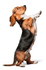 Sticker - Cute Basset Hound dog on white background