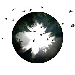 Sticker - silhouette of forest against white sky in circle  - foggy dark forest and flying birds