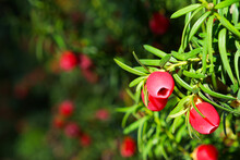 Red Berry Of Yew (Taxus Baccata) On The Green Background