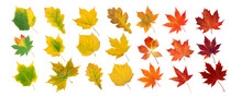 Set Of Green, Yellow, Orange And Red Leaves Isolated Transparent Png. Autumn Colored Canada And Japanese Maple, Oak, Grape, Platan Leaves Gradient. Transition From Summer To Fall.
