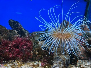 Wall Mural - Beautiful tropical sea anemone in clean aquarium