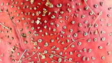 The Texture Of Red Mushroom Fly Agaric