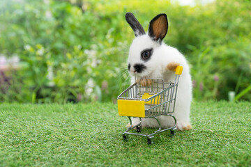 Wall Mural - Adorable baby rabbit furry bunny pushing empty yellow shopping basket cart walking on green grass. Healthy rabbit white black bunny with shopping cart over nature background.Easter animal pat shopping