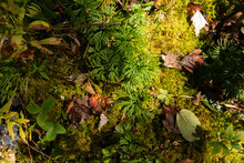 Overhead View Of Mossy Ground Of Forest Floor With Green Plants Like Growing Spruce Pine Conifer Tree Sprouts