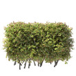 Various types of hedge small plants bushes shrub isolated