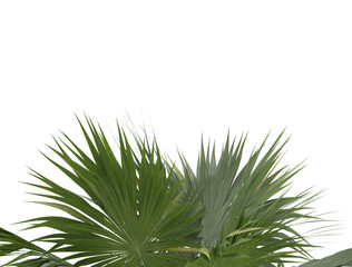 Canvas Print - palm leaf