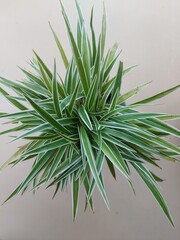 Wall Mural - The beauty of Paris lily ornamental plant on a white stone background. Selective focus. Nature Background.