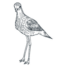 Vintage Hand Drawn Sketch Upland Sandpiper Bird