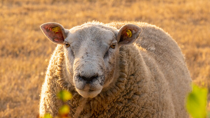 Wall Mural - Breeding sheep.Farm animals. White lamb in paddock.Sheep woolen breeds.