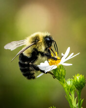 Bumble Bee On A Flower