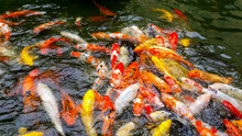 Beautiful Koi Fish Are Fighting For Food In A Water Pond