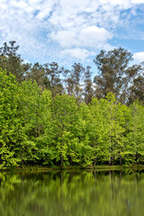 Wall Mural - Brazilian forest with green lake and blue sky, Witeck park in Brazil