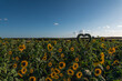 Rhossilli Sunflowers, Gower, Swansea