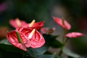 Wall Mural - anthurium andraeanum is a flowering plant species in the family araceae that is native to colombia a