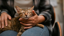 An Adorable And Sleepy Domestic Tabby Cat Sleeping On Her Owner's Lap, Eyes Closed, Feeling Safe