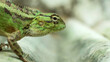 Close-up of bright green chameleon head isolated on blurred background